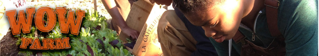 WOWBanner2